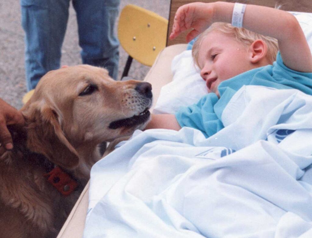 A golden retriever dog stands at the bedside of a patient. The little boy reaches out to pet the dog.